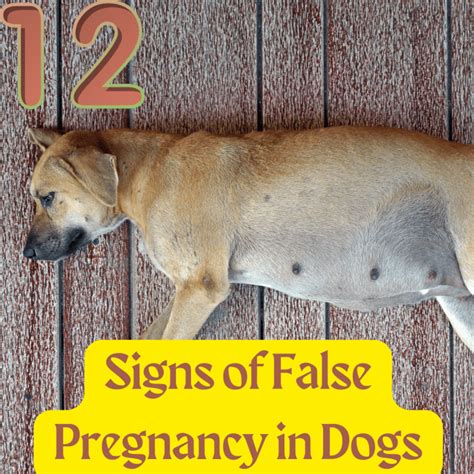 False Pregnancy in Dogs: Enlarged Nipples and Other。